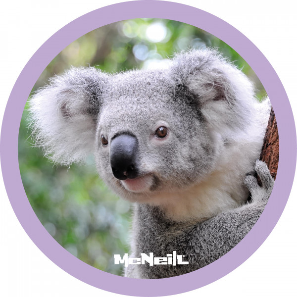 McNeill McAddy Dschungel - Koala